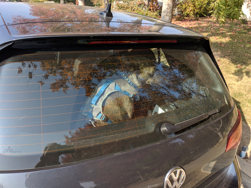Illustration for article titled GTI Driver and doggo review